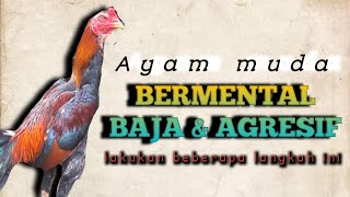 MEMBUAT AYAM MUDA BERNYALI DAN AGRESIF LAKUKAN HAL INI