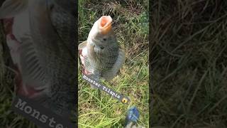 Big Tilapia #fish #fishing #youtubeshort #shortvideo