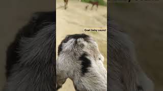 goat baby original sound 3sec #goat #letest #tranding #safer #mangalore #music #goat #tamil #chennai