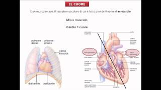 Studia scienze con il Prof: Il cuore