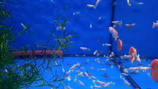 11 октября 2021 г. Corydoras sp. Black, Guppy Full Platinum Albino, Corydoras aeneus Orange.