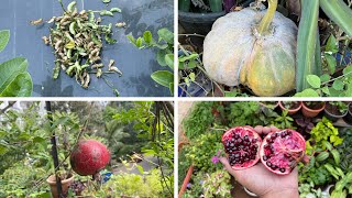 टेरेंस गार्डन अपडेट (हिंदी /उर्दू )Harvesting fruits and vegetables from my terrace garden 🪴🍆🥐