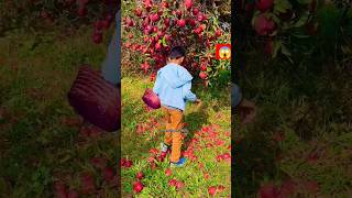 Apple 🍎 fruits #farming #gardening #vegestables #youtubeshorts 🍎😱😱