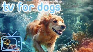 DOG TV | Подводное виртуальное приключение для собак!