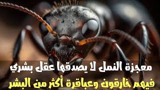 معجزة النمل,بوزن أقل من خمسة مليمتر تصنع إعجازا يتفوق على تكنولوجيا البشر,ما ستراه يتجاوز حدود العقل