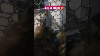 Cats Poke My Rabbits in a cute little game of tag 🤣😂🤗