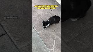 ANNE KEDİ YAVRULARINI TAŞIYOR PART 2 #shorts #short #cat #akış #keşfet #kitten #tiktok  #viral #fyp