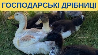 "ПРИБРАВ ОДНОГО ПІВНЯ". ГОДУЮ ПТИЦЮ І КРОЛИКІВ@kyruvgaragi