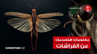 معلومات هتصدمك عن الفراشات! 🦋