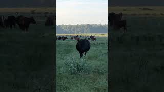 They do exist! Moderate Frame #brangus #counterculture #grassfed #easttexas #regenerativeagriculture