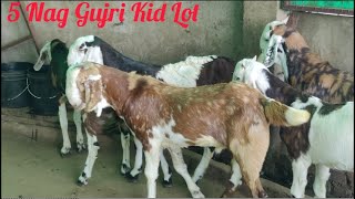 Top Quality 🦙 Vaccinated Gujri Kids 🐐 Lot For sell..😉 , Available At #PathanFarmHouse...😇