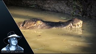 Crocodile Eats Rat 01 Footage