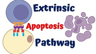 Extrinsic Pathway of Apoptosis || 4K Animation