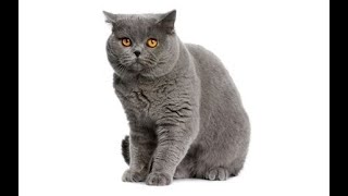 Cat Breed British Shorthair