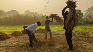 अलिबागमधील पारंपरिक भात झोडणी । कोकणातील शेती । Traditional Rice Farming