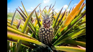 Production d'ananas en AB à La Réunion, un ITK développé lors du projet ANANABIO