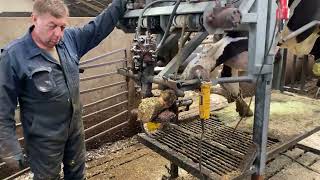 VIDEO Cow HOOF TRIMMING, Feeding, Milking, Cleaning, HOOF CARE - SMART FARM