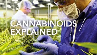 Cannabinoids Briefly Explained