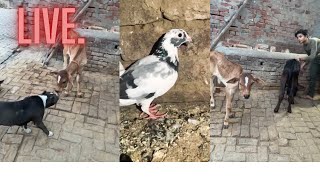 Hmara new cow baby and pitbull dog and kabutar 🕊️