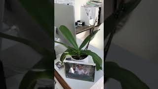 Phalaenopsis Orchid Respike Update