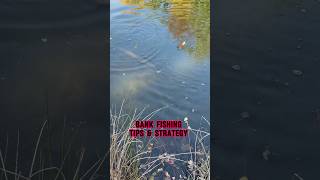 Bank Fishing Tips - Fishing STRATEGY!! 🎣 #shorts #fishing