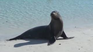 Galapagos Sea Lion (so Cute!)