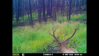 Colorado Archery Elk Hunt 2022