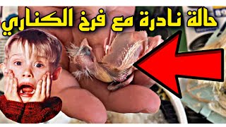 انتفاخ بطن طائر الكناري