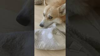 My Corgi Having a Nap on the Cozy Slippers 🦊😍🥱😴🧡