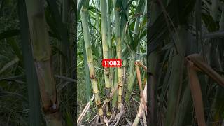 11082 new sugarcane variety #farming #shortvideo