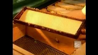 How it's made: Honey