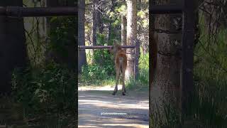 Moose Calf Picking a Fight with a Pole