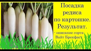 Посадка редиса по картошке. Результат. Сорт Вайт Брекфаст