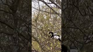 Good morning, Mr Magpie - how's your lady wife today?"  😆😆(A  British superstition)