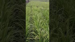 Dosis Pemupukan Padi Sawah