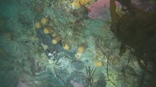 Underwater sampling of Synoicum adareanum, Palmer Station, Antarctica