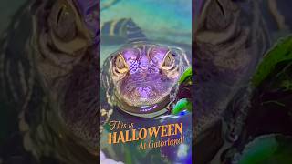 Gators Ghosts and Goblins Halloween - #gatorland