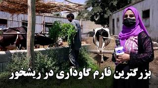 The largest cattle farm in Rishkhor in Freshta Azimi Report / بزرگترین فارم گاوداری در ریشخور