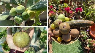 Harvesting fruits and vegetables from my terrace garden 🪴 All about grafted plants!