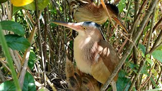 Mother Bird Feeds Her Young After Changing With Father