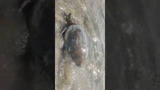 спасённая черепаха 🐢 ушла в свою стихию 3 часть