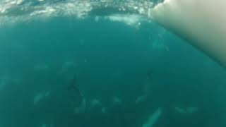 Underwater View of Dolphin Pod