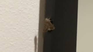 A moth in the house