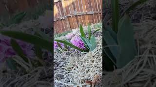 Hyacinth time-lapse #timelapse #flowers