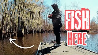 Pre-Spawn SHALLOW Water Bass in the Cypress Trees