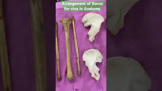 How the bones arranged for Viva : Anatomy Exam