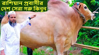 ২০২৪ঈদ ধামাকা রাশিয়ান প্রবাসীর দেশ সেরা শাহিয়াল গরু নিতে পারেন cow farm