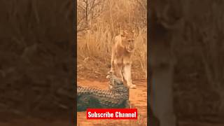 Group of Lion vs Croc 🐊🐊 #youtube #viral #shortsfeed #shorts