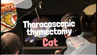 Thoracoscopic Thymectomy ( Торакоскопическая тимэктомия)