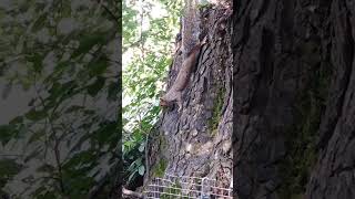 Squirrel on Padlock Tree in Pavilion gardens Brighton